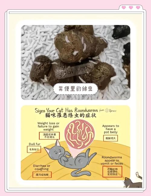 猫咪体内有虫怎么办,猫咪体内有虫怎么办吃什么药-第6张图片-后鲨宠物 猫咪体内有虫怎么办,猫咪体内有虫怎么办吃什么药-第6张图片-后鲨宠物