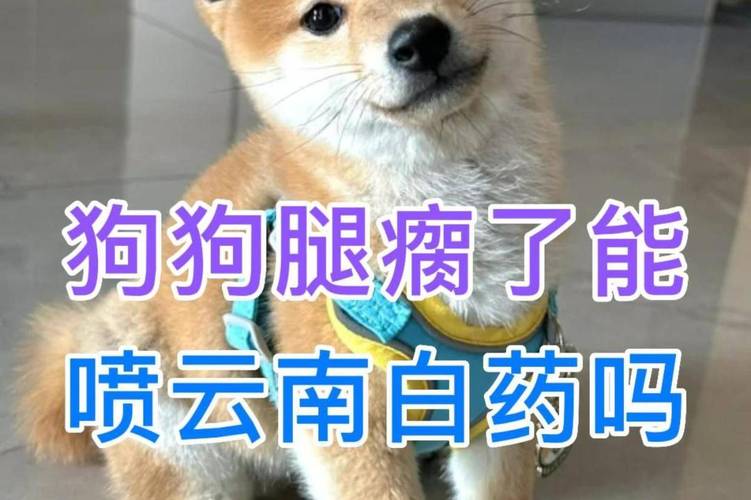 狗狗可以吃云南白药吗_小狗可以吃云南白药吗-第3张图片-后鲨宠物 狗狗可以吃云南白药吗_小狗可以吃云南白药吗-第3张图片-后鲨宠物