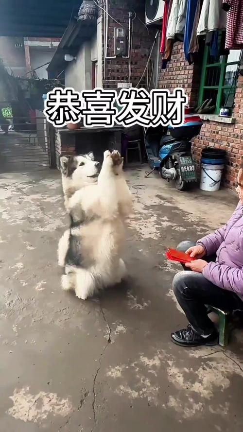 怎么教狗狗拜年,怎么教狗狗拜年呢-第1张图片-后鲨宠物 怎么教狗狗拜年,怎么教狗狗拜年呢-第1张图片-后鲨宠物
