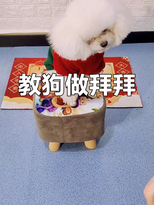怎么教狗狗拜年,怎么教狗狗拜年呢-第3张图片-后鲨宠物 怎么教狗狗拜年,怎么教狗狗拜年呢-第3张图片-后鲨宠物