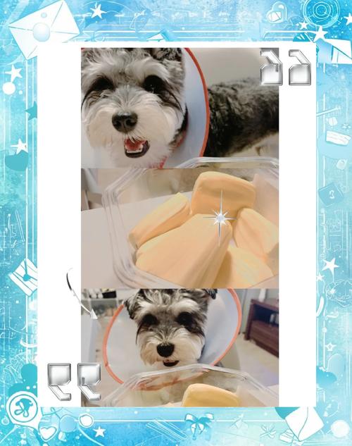 菠萝蜜狗狗能吃吗,菠萝蜜小狗能吃吗?-第6张图片-后鲨宠物 菠萝蜜狗狗能吃吗,菠萝蜜小狗能吃吗?-第6张图片-后鲨宠物