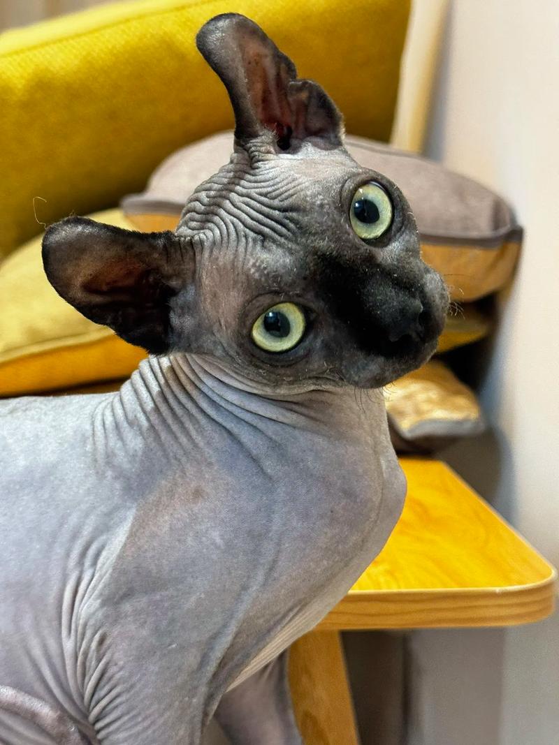  猫猫为什么要绝育，猫猫为啥要绝育