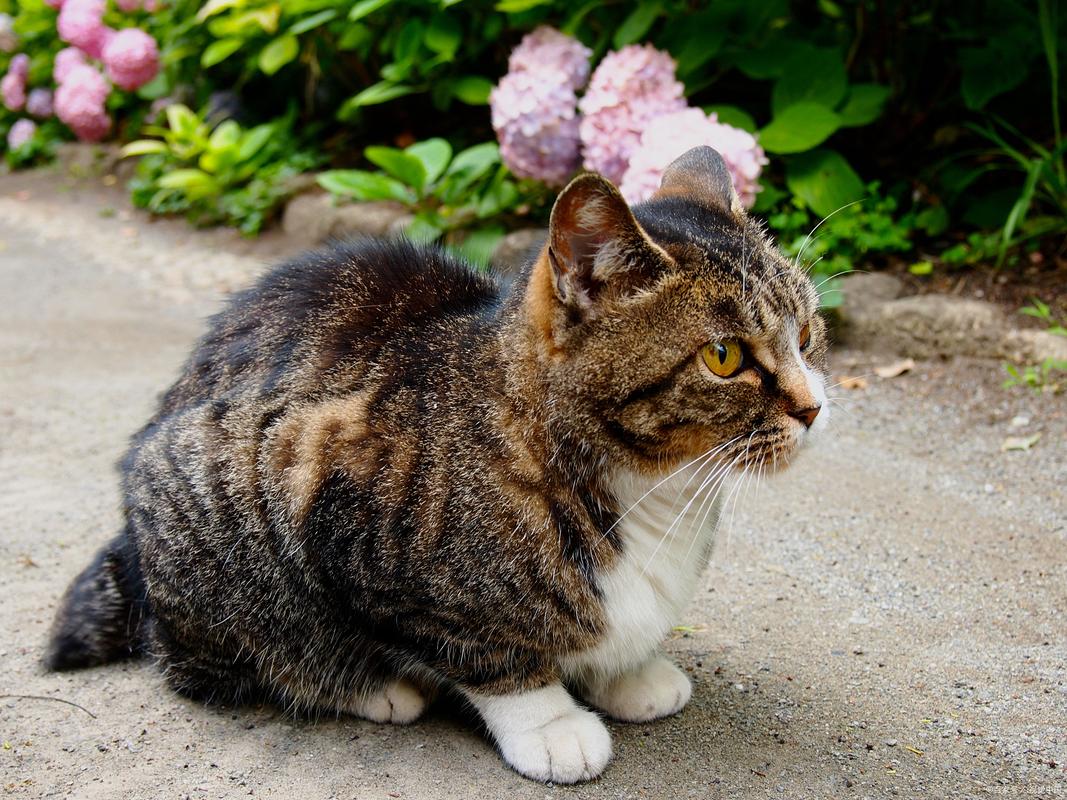  猫猫为什么要绝育，猫猫为啥要绝育-第4张图片-后鲨宠物