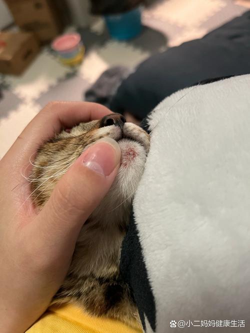 猫咪下巴突然肿起来,猫咪下巴突然肿了一摸就痛-第2张图片-后鲨宠物 猫咪下巴突然肿起来,猫咪下巴突然肿了一摸就痛-第2张图片-后鲨宠物