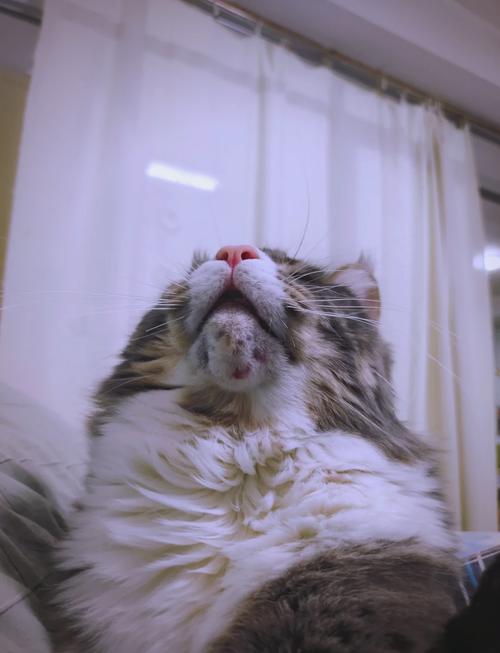 猫咪下巴突然肿起来,猫咪下巴突然肿了一摸就痛-第3张图片-后鲨宠物 猫咪下巴突然肿起来,猫咪下巴突然肿了一摸就痛-第3张图片-后鲨宠物