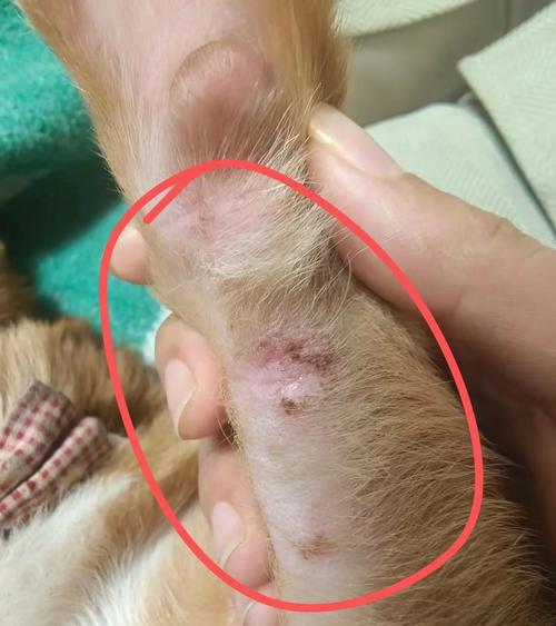 狗狗红疹怎么治疗方法_狗狗起红点-第2张图片-后鲨宠物 狗狗红疹怎么治疗方法_狗狗起红点-第2张图片-后鲨宠物