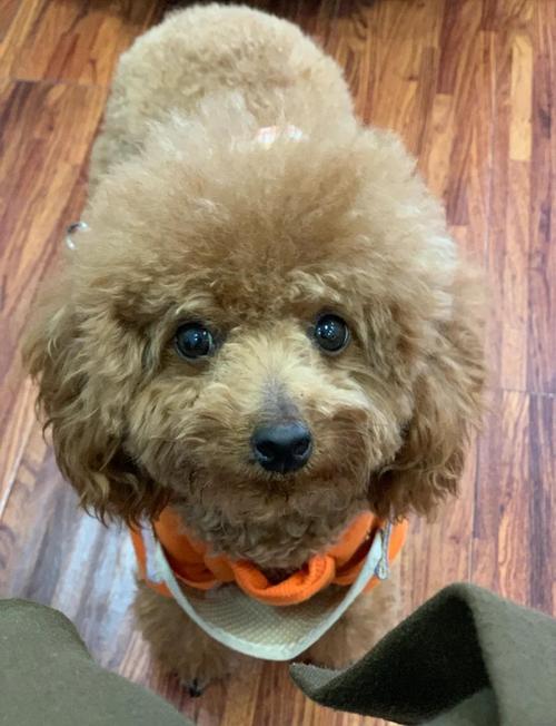 狗狗几个月生孩子，狗狗几个月生孩子呀？