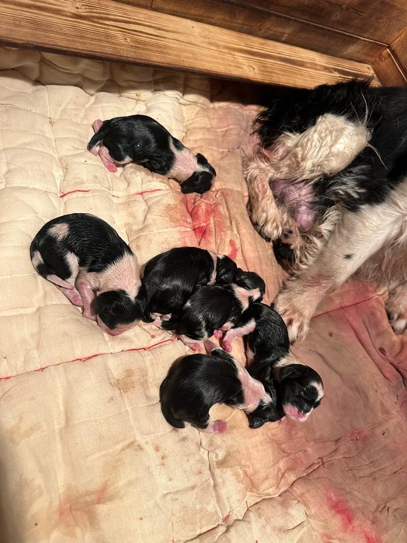 狗狗几个月生孩子,狗狗几个月生孩子呀?-第2张图片-后鲨宠物 狗狗几个月生孩子,狗狗几个月生孩子呀?-第2张图片-后鲨宠物