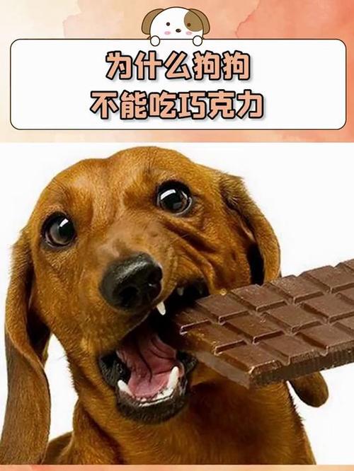 狗狗可以吃巧克力饼干吗，狗狗可以吃巧克力饼干吗为什么？-第4张图片-后鲨宠物