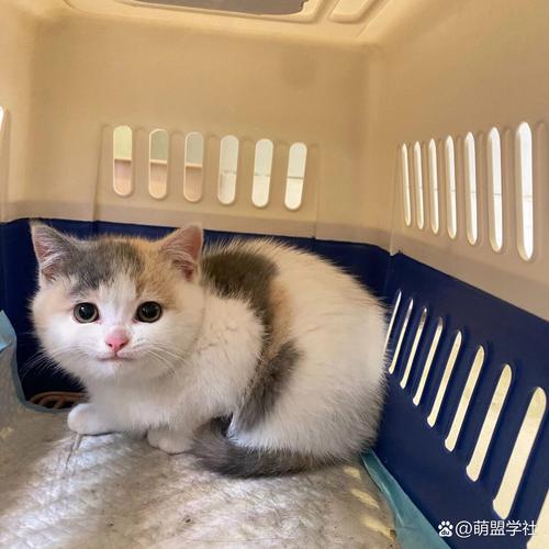 猫咪到新家一直叫_猫咪到新家一直叫都叫哑了-第1张图片-后鲨宠物 猫咪到新家一直叫_猫咪到新家一直叫都叫哑了-第1张图片-后鲨宠物