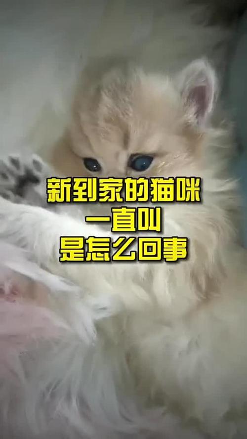 猫咪到新家一直叫_猫咪到新家一直叫都叫哑了-第2张图片-后鲨宠物 猫咪到新家一直叫_猫咪到新家一直叫都叫哑了-第2张图片-后鲨宠物
