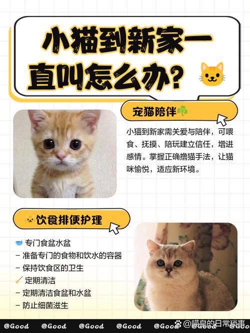 猫咪到新家一直叫_猫咪到新家一直叫都叫哑了-第3张图片-后鲨宠物 猫咪到新家一直叫_猫咪到新家一直叫都叫哑了-第3张图片-后鲨宠物
