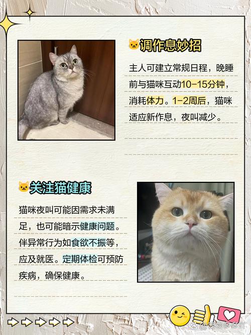 猫咪到新家一直叫_猫咪到新家一直叫都叫哑了-第5张图片-后鲨宠物 猫咪到新家一直叫_猫咪到新家一直叫都叫哑了-第5张图片-后鲨宠物