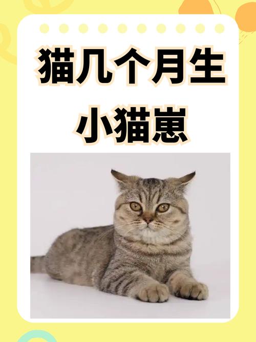 猫咪生产需要多长时间,猫咪生产需要多长时间??-第1张图片-后鲨宠物 猫咪生产需要多长时间,猫咪生产需要多长时间??-第1张图片-后鲨宠物