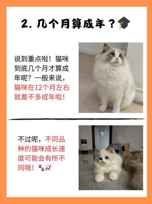猫咪生产需要多长时间,猫咪生产需要多长时间??-第4张图片-后鲨宠物 猫咪生产需要多长时间,猫咪生产需要多长时间??-第4张图片-后鲨宠物