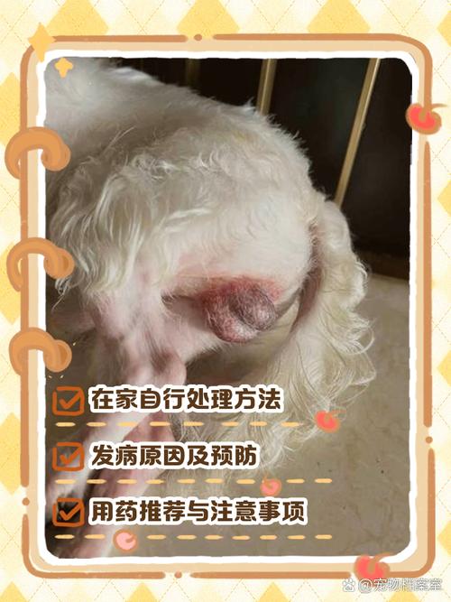 狗狗皮破了用什么药,狗狗皮伤了用什么药-第4张图片-后鲨宠物 狗狗皮破了用什么药,狗狗皮伤了用什么药-第4张图片-后鲨宠物