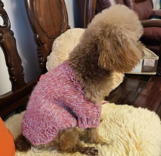 冬天狗狗需要穿衣服吗，冬天狗狗有必要穿衣服吗？