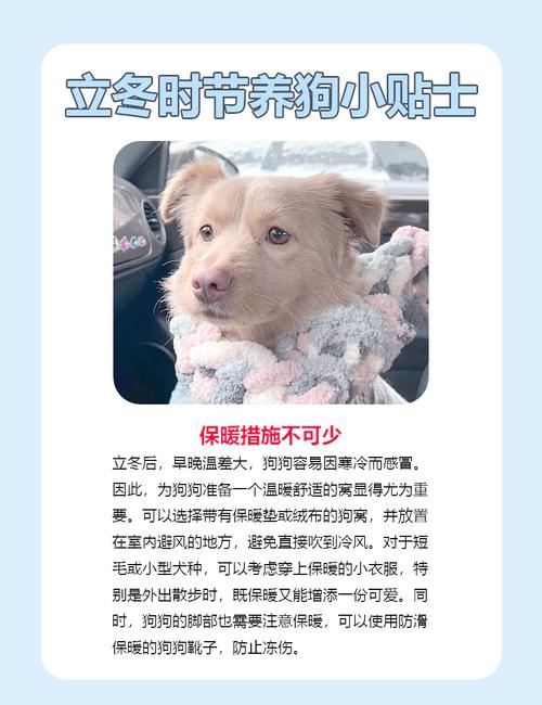 冬天狗狗需要穿衣服吗,冬天狗狗有必要穿衣服吗?-第6张图片-后鲨宠物 冬天狗狗需要穿衣服吗,冬天狗狗有必要穿衣服吗?-第6张图片-后鲨宠物