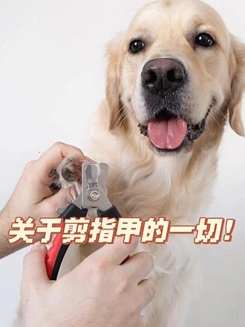 狗狗多大剪指甲_狗狗多大可以剪脚趾甲-第3张图片-后鲨宠物 狗狗多大剪指甲_狗狗多大可以剪脚趾甲-第3张图片-后鲨宠物