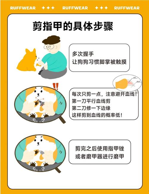 狗狗多大剪指甲_狗狗多大可以剪脚趾甲-第4张图片-后鲨宠物 狗狗多大剪指甲_狗狗多大可以剪脚趾甲-第4张图片-后鲨宠物