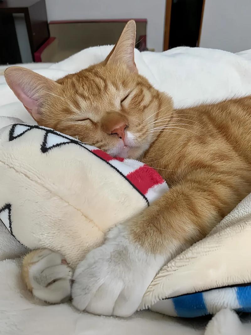 猫咪会打呼噜吗_猫咪会打呼噜吗为什么-第2张图片-后鲨宠物 猫咪会打呼噜吗_猫咪会打呼噜吗为什么-第2张图片-后鲨宠物