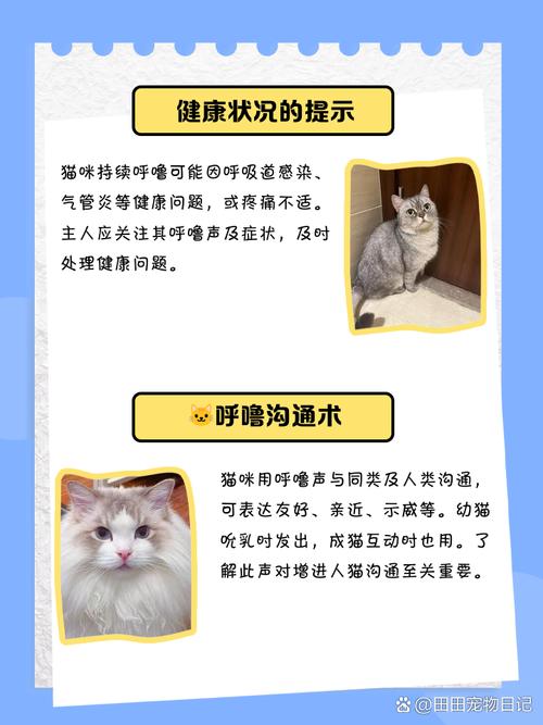 猫咪会打呼噜吗_猫咪会打呼噜吗为什么-第4张图片-后鲨宠物 猫咪会打呼噜吗_猫咪会打呼噜吗为什么-第4张图片-后鲨宠物
