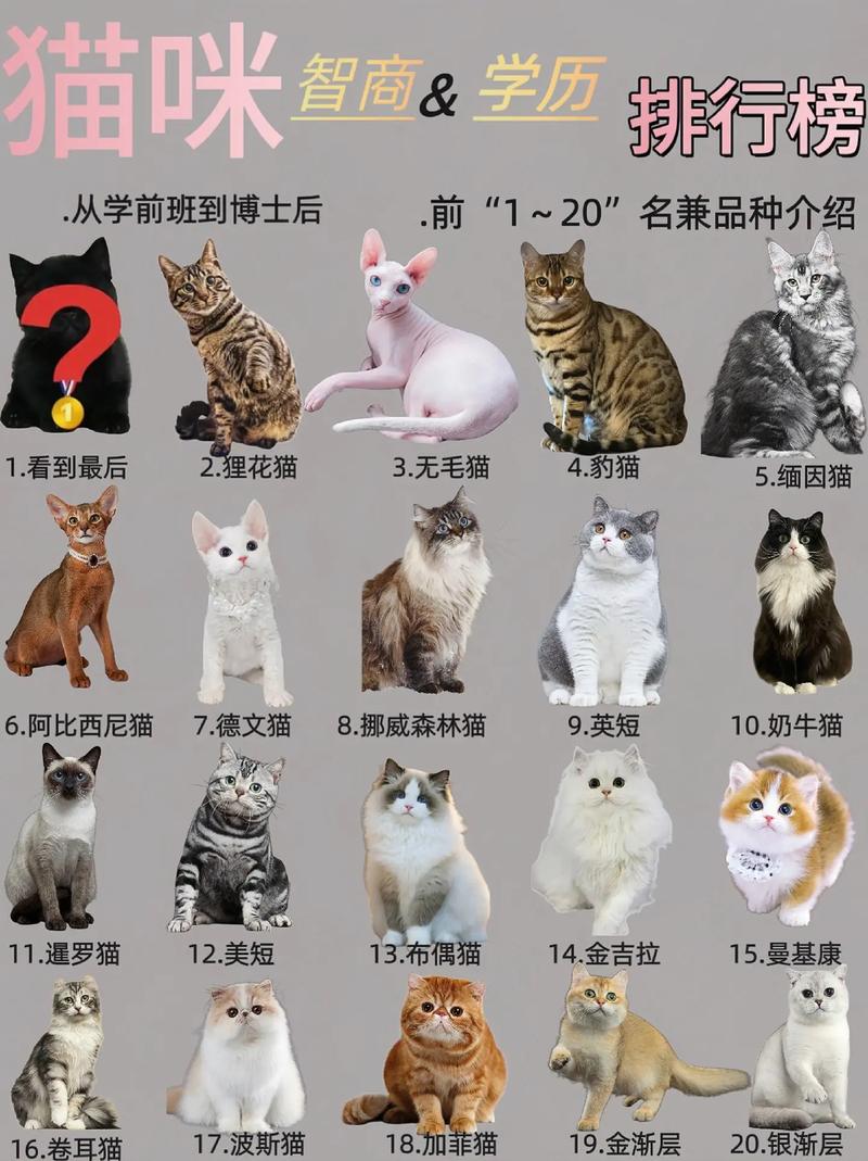 猫咪智商相当于人几岁,猫咪智商有高低吗-第1张图片-后鲨宠物 猫咪智商相当于人几岁,猫咪智商有高低吗-第1张图片-后鲨宠物