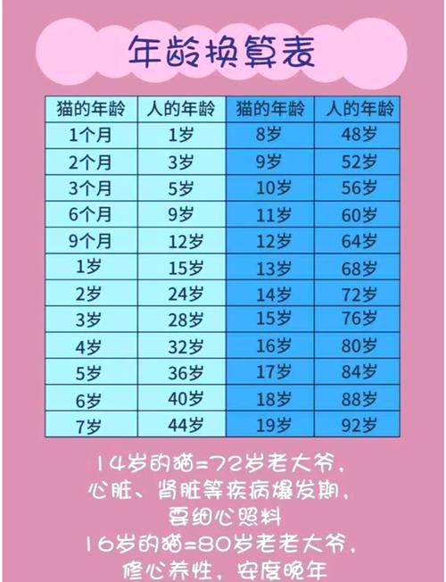 猫咪智商相当于人几岁,猫咪智商有高低吗-第2张图片-后鲨宠物 猫咪智商相当于人几岁,猫咪智商有高低吗-第2张图片-后鲨宠物
