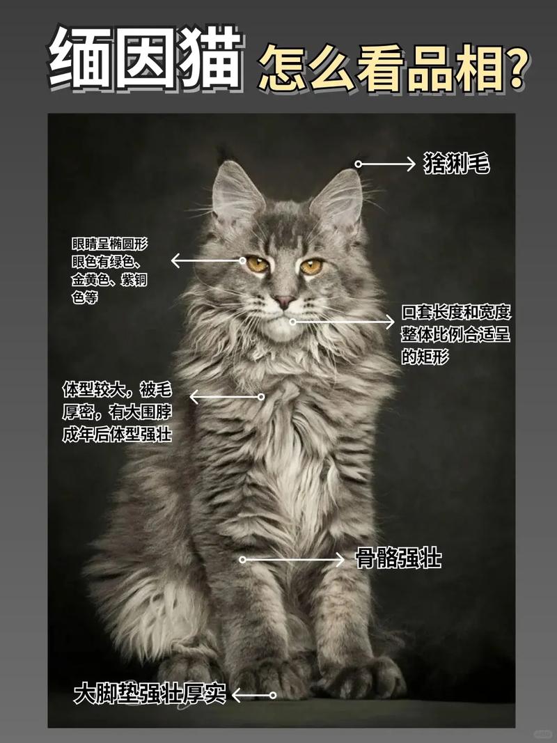 猫咪智商相当于人几岁,猫咪智商有高低吗-第4张图片-后鲨宠物 猫咪智商相当于人几岁,猫咪智商有高低吗-第4张图片-后鲨宠物