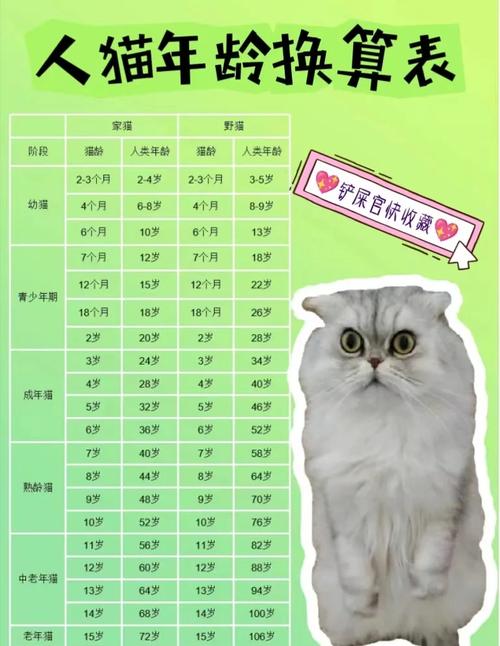 猫咪智商相当于人几岁,猫咪智商有高低吗-第6张图片-后鲨宠物 猫咪智商相当于人几岁,猫咪智商有高低吗-第6张图片-后鲨宠物