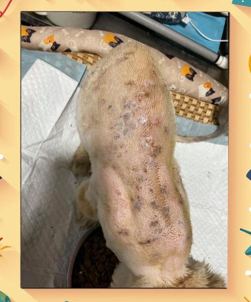 猫咪为什么会得猫藓_猫咪为什么会得猫藓?-第3张图片-后鲨宠物 猫咪为什么会得猫藓_猫咪为什么会得猫藓?-第3张图片-后鲨宠物