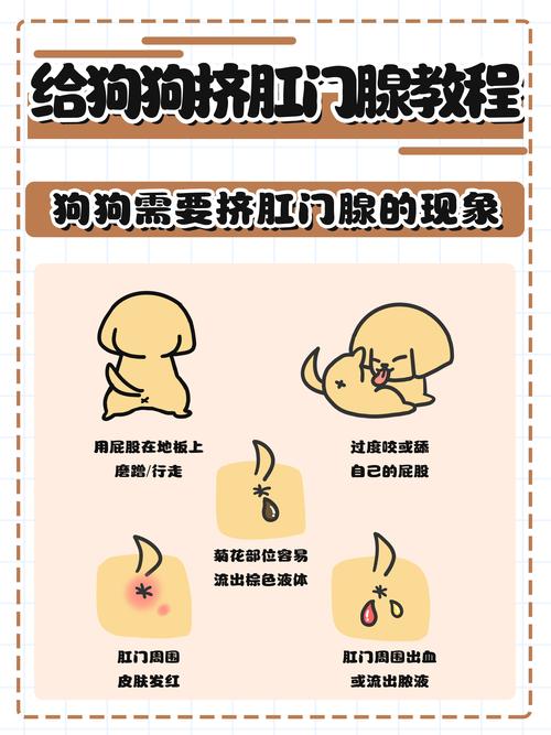 狗狗的肛门腺怎么挤，狗狗的肛门腺怎么挤压？-第4张图片-后鲨宠物