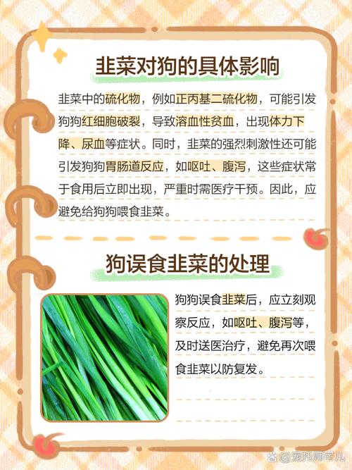 狗狗吃韭菜会中毒吗,狗狗吃韭菜会中毒吗为什么-第1张图片-后鲨宠物 狗狗吃韭菜会中毒吗,狗狗吃韭菜会中毒吗为什么-第1张图片-后鲨宠物