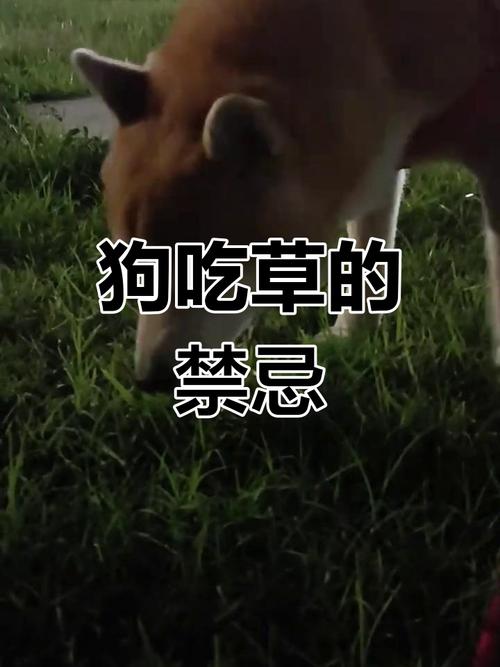 狗狗吃韭菜会中毒吗,狗狗吃韭菜会中毒吗为什么-第3张图片-后鲨宠物 狗狗吃韭菜会中毒吗,狗狗吃韭菜会中毒吗为什么-第3张图片-后鲨宠物