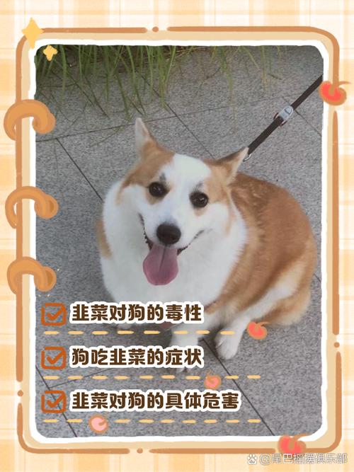 狗狗吃韭菜会中毒吗,狗狗吃韭菜会中毒吗为什么-第4张图片-后鲨宠物 狗狗吃韭菜会中毒吗,狗狗吃韭菜会中毒吗为什么-第4张图片-后鲨宠物