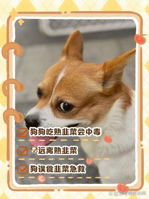 狗狗吃韭菜会中毒吗,狗狗吃韭菜会中毒吗为什么-第5张图片-后鲨宠物 狗狗吃韭菜会中毒吗,狗狗吃韭菜会中毒吗为什么-第5张图片-后鲨宠物