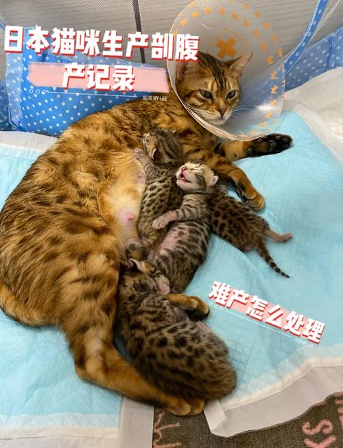 猫咪怀孕多久会生,小猫怀孕了几个月才能生下来?-第1张图片-后鲨宠物 猫咪怀孕多久会生,小猫怀孕了几个月才能生下来?-第1张图片-后鲨宠物