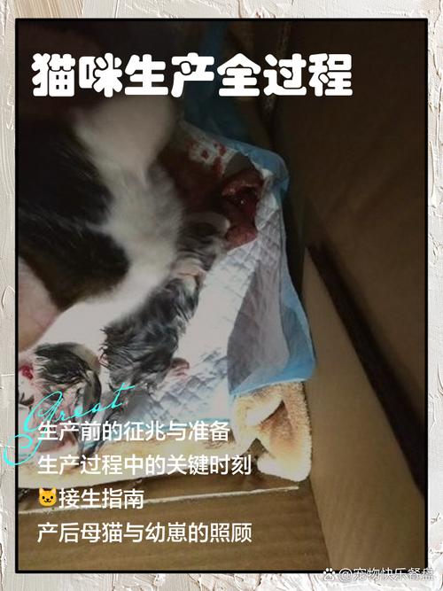 猫咪怀孕多久会生,小猫怀孕了几个月才能生下来?-第5张图片-后鲨宠物 猫咪怀孕多久会生,小猫怀孕了几个月才能生下来?-第5张图片-后鲨宠物