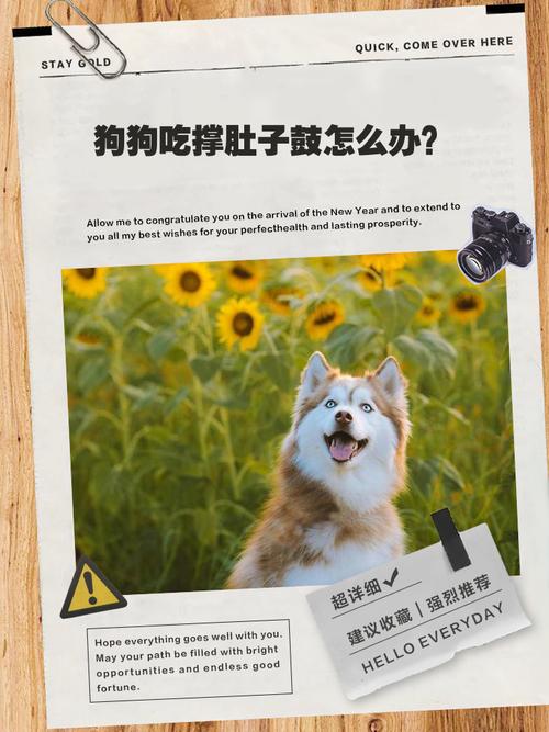 狗狗吃太多会拉稀吗_狗吃多了会拉稀吗?-第6张图片-后鲨宠物