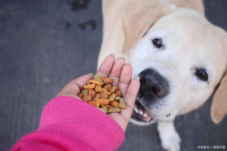 狗狗能吃煮玉米吗,狗狗能吃煮玉米吗有营养吗?-第5张图片-后鲨宠物 狗狗能吃煮玉米吗,狗狗能吃煮玉米吗有营养吗?-第5张图片-后鲨宠物