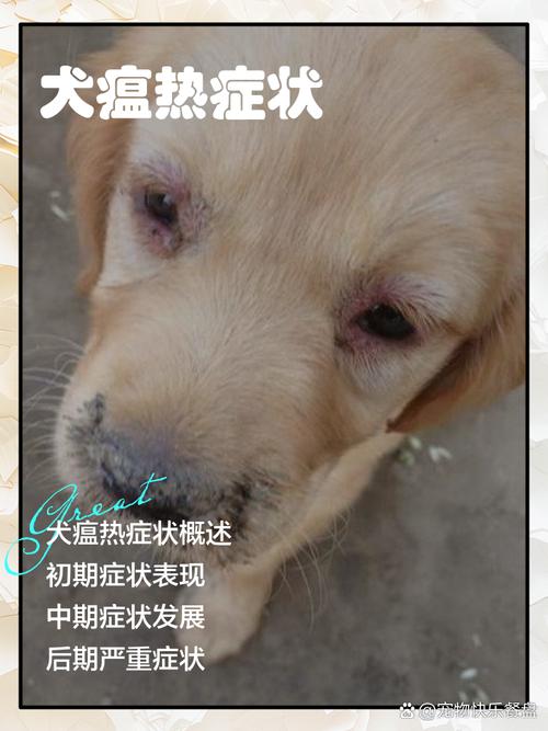 得犬瘟的狗狗能活多久,得了犬瘟的狗会传染人吗-第4张图片-后鲨宠物 得犬瘟的狗狗能活多久,得了犬瘟的狗会传染人吗-第4张图片-后鲨宠物