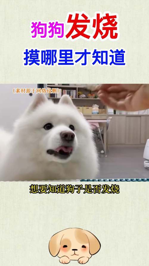 泰迪狗狗发烧摸哪里，泰迪发烧能摸出来吗？-第2张图片-后鲨宠物