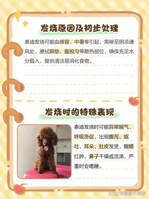 泰迪狗狗发烧摸哪里，泰迪发烧能摸出来吗？-第3张图片-后鲨宠物