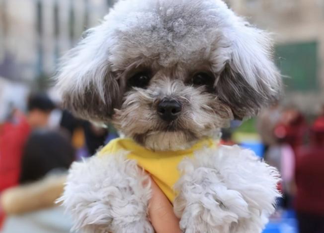 泰迪狗狗发烧摸哪里，泰迪发烧能摸出来吗？-第5张图片-后鲨宠物