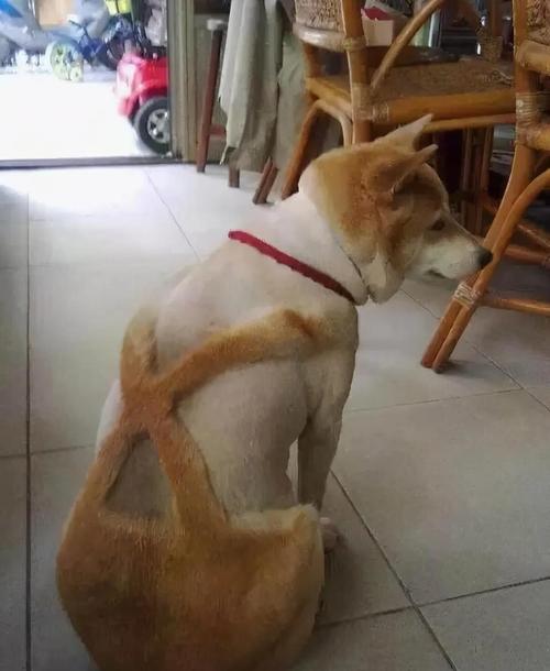  冬天给狗狗剃毛好吗，冬天给狗狗剃毛好吗视频