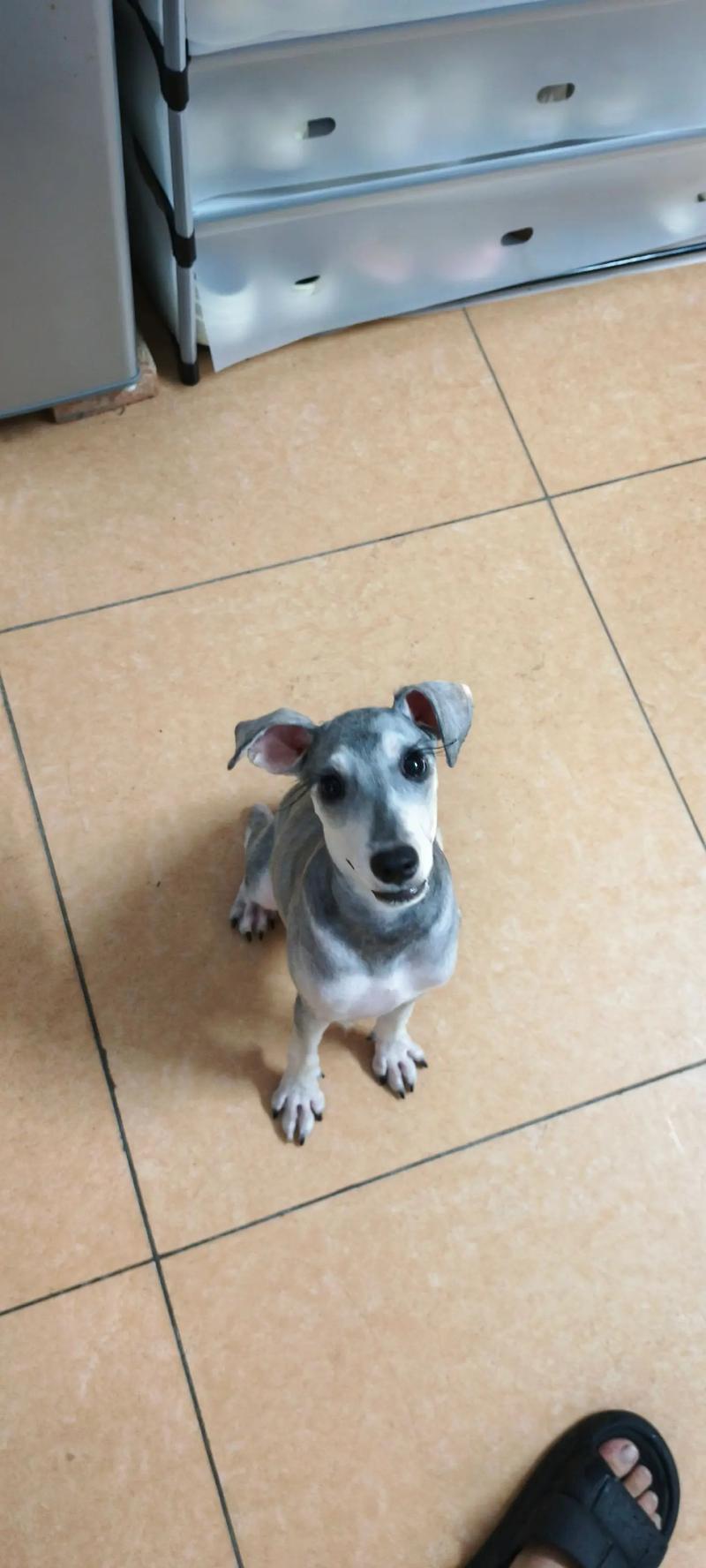 冬天给狗狗剃毛好吗,冬天给狗狗剃毛好吗视频-第2张图片-后鲨宠物 冬天给狗狗剃毛好吗,冬天给狗狗剃毛好吗视频-第2张图片-后鲨宠物