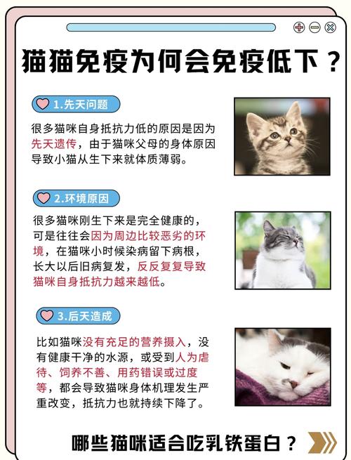 如何增强猫咪抵抗力,增强猫咪抵抗力吃什么?-第3张图片-后鲨宠物 如何增强猫咪抵抗力,增强猫咪抵抗力吃什么?-第3张图片-后鲨宠物