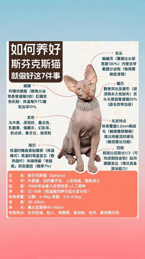 如何增强猫咪抵抗力,增强猫咪抵抗力吃什么?-第4张图片-后鲨宠物 如何增强猫咪抵抗力,增强猫咪抵抗力吃什么?-第4张图片-后鲨宠物