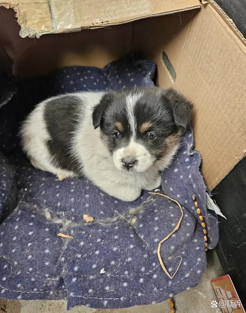 狗狗不活泼怎么办_狗狗不活泼怎么办视频-第3张图片-后鲨宠物 狗狗不活泼怎么办_狗狗不活泼怎么办视频-第3张图片-后鲨宠物