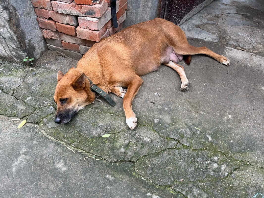 狗狗不活泼怎么办_狗狗不活泼怎么办视频-第4张图片-后鲨宠物 狗狗不活泼怎么办_狗狗不活泼怎么办视频-第4张图片-后鲨宠物